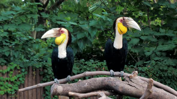 Pair of Wreathed Hornbill Scientific Name Rhyticeros Undulatus Birds at Zoo alt