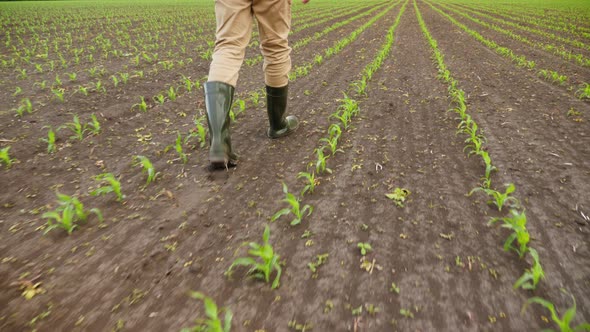 Farmer Walking Through Corn Plants Rows in Cultivated Field alt