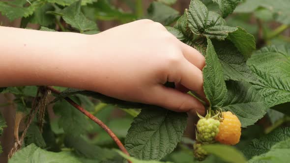 Yellow Raspberries in the Garden