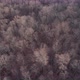 Drone Aerial of Remote Forest Wilderness - VideoHive Item for Sale