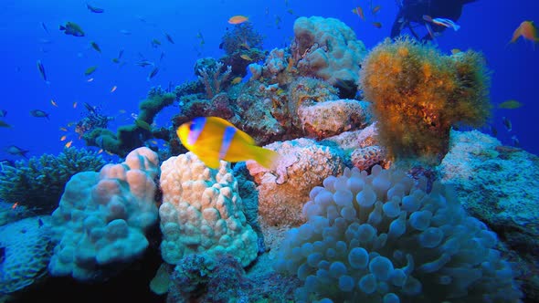 Tropical Fish Reef and A Diver alt