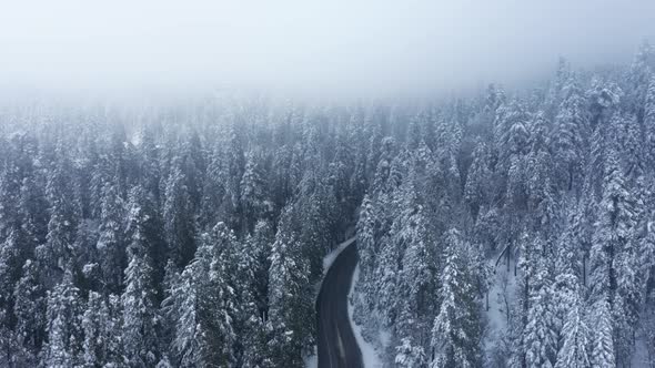 Cinematic Winter Aerial View Overlooking Road in Dense Snow Covered Pine Trees alt
