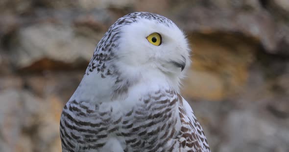 Snowy Owl (Bubo Scandiacus) Is a Large, White Owl of the True Owl family.It Is Sometimes Also alt