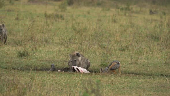 Spotted hyena and a black-backed jackal eating alt