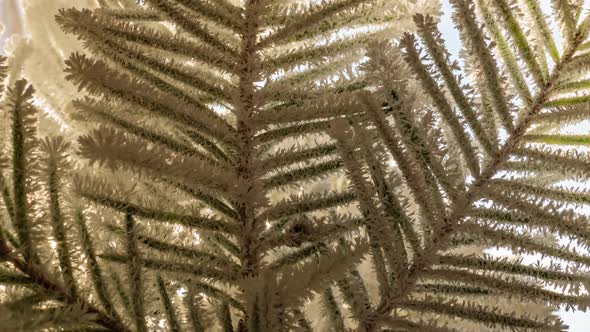 Time Lapse of Growth of Frost on a Spruce Branch Close Up Beautiful Winter Landscape alt