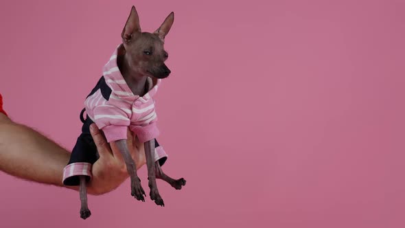 Little Xoloitzcuintle in Black and Pink Jumpsuit Sits on the Owner's Hand on a Pink Background in alt