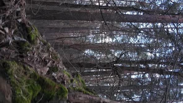 Vertical Video of Trees in a Pine Forest Slow Motion alt