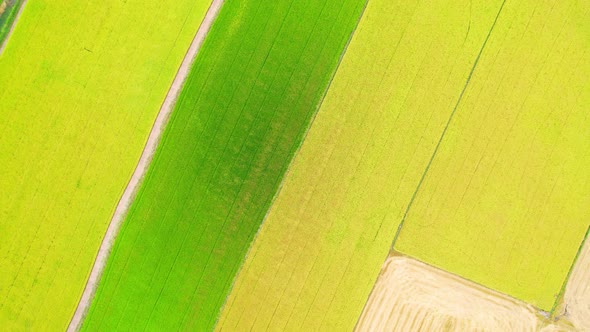 Aerial view of agriculture in rice fields for cultivation. Natural texture alt