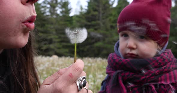 Blowing a Dandelion in Slow Motion alt