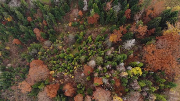 Aerial Drone Vertical Footage View: Flight over autumn colorful forest.