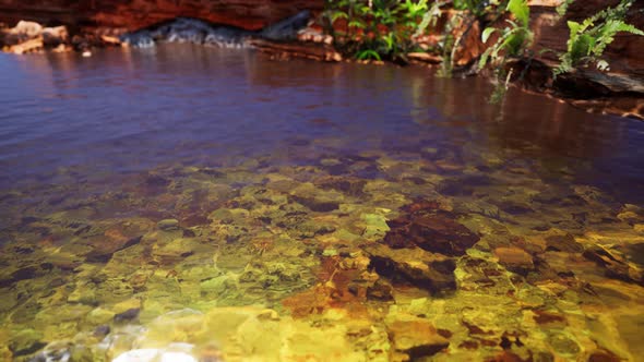 Tropical Golden Pond with Rocks and Green Plants alt