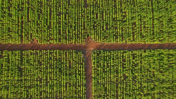 4K Top view on agriculture field with blooming sunflowers alt