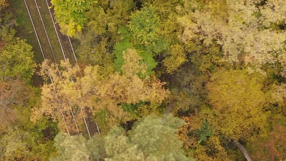 Vertical Video of an Autumn Forest During the Day in Ukraine alt