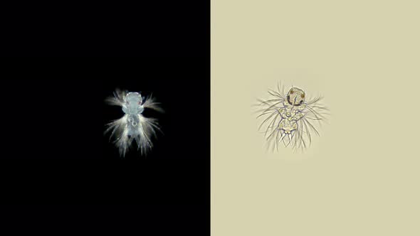 Metatrochophore Larva Under Microscope, Polychaeta Worm of the Genus Nereis, Family Nereididae alt