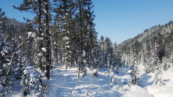 Pine Forest Under Snow in Winter