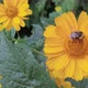 Bee Fly Near Flower - VideoHive Item for Sale