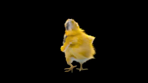 30 Baby Chicks Dancing HD alt