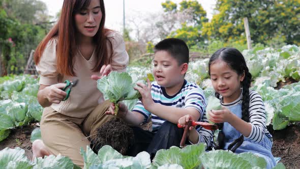 Mom and two children helping picking cabbage in a vegetable garden alt