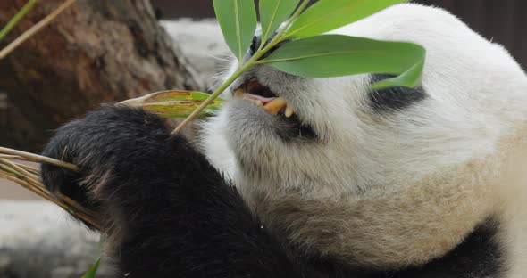 Giant Panda Ailuropoda Melanoleuca Also Known As the Panda Bear alt