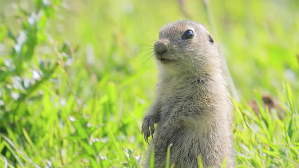 Mountain Caucasian Ground Squirrel or Elbrus Ground Squirrel Spermophilus Musicus alt