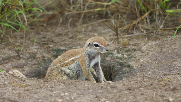 Watchful African Ground Squirrels At Central Kalahari Game Reserve In Botswana. CloseUp alt
