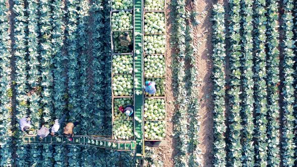 Top View Farmworkers Using Transporter Belt to Load Cabbage alt