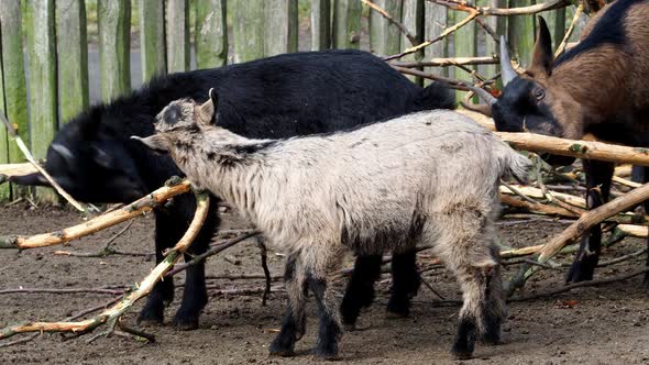 Group goats (Capra hircus),animal group