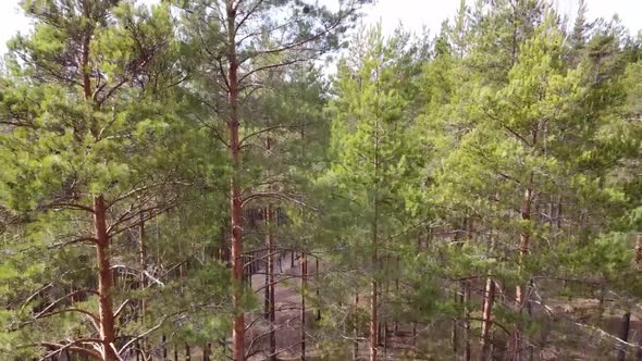 Aerial View of the Vuoksi River, the Forest and the Settlement in Autumn Day, Losevo, Leningrad