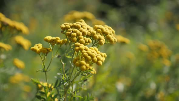 Shallow DOF Tansy flower Tanacetum vulgare slow-mo footage alt