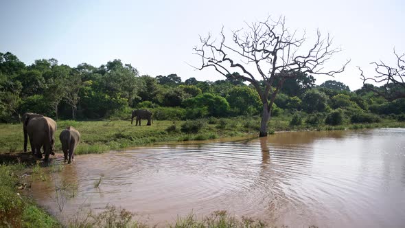 Asian Elephants Near River in Yala National Park