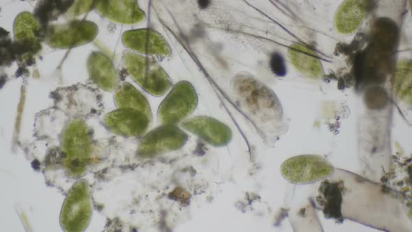 Paramecium Ciliates Under The Microscope alt