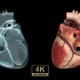 Real Heart And X-Ray Heart - VideoHive Item for Sale