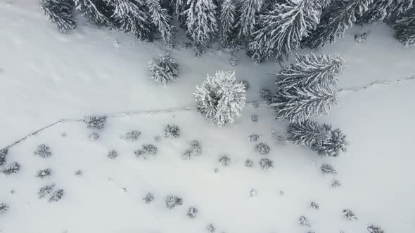 Aerial foggy landscape with evergreen pine trees covered with fresh fallen snow after alt