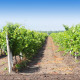 Rows of the Vineyard - VideoHive Item for Sale