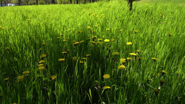 Spring Park. Dandelions