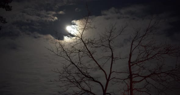 The Full Moon Is Covered With Clouds Through The Branches Of Trees. Timelapse