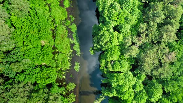 Top view of forest and small river in summer alt