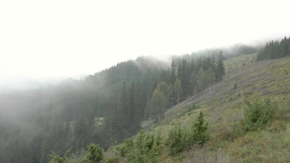 Summer Fog over a Wooded Hillside
