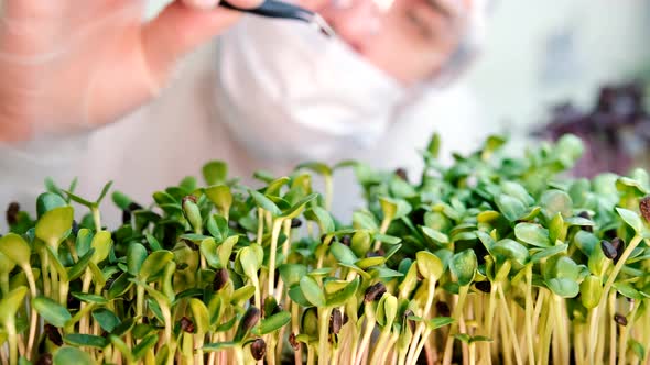 A Farmer Removes Sunflower Seeds From Microgreens alt