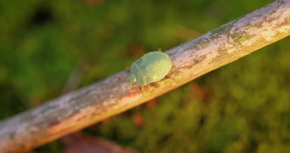 Forest Green Shield Bug Palomena Prasina Green Stink Bug is a Species of Shield Bug alt