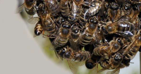 |European Honey Bee, apis mellifera,Black Bees Shaping a Bunch, Begenning of a Swarm alt
