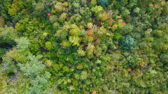 Aerial view over the forest Background of tree tops