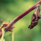 Caterpillar And Chrysalis - VideoHive Item for Sale