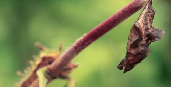 Caterpillar And Chrysalis alt