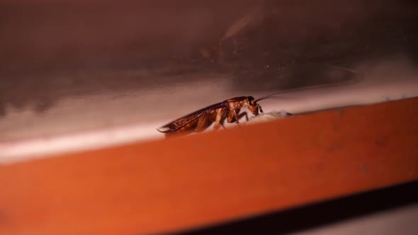 Big Cockroach Making Nest at the Kitchen. Pest Control House Hygiene Concept.  Macro Closeup Bug.