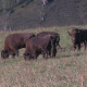 Bison Herd - VideoHive Item for Sale