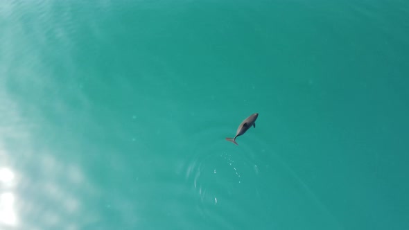 Aerial View of the Dolphins Slowly Swimming in Crystal Clear Calm Turquoise Waters alt