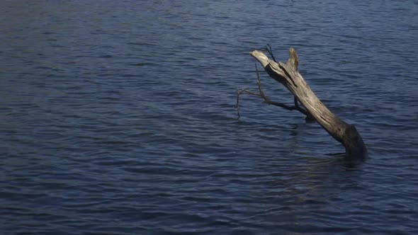 Trunk comes out of the lagoon. calm water lagoon alt