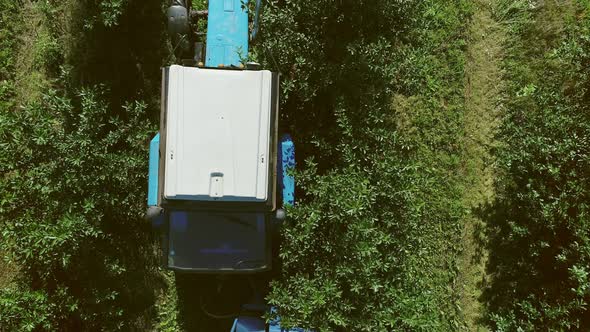 Harvester Collects Berries. Aerial View alt