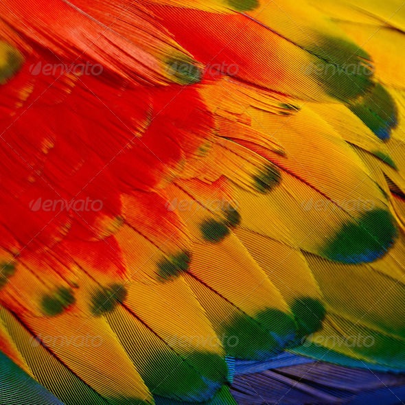 Scarlet Macaw feathers - Stock Photo - Images